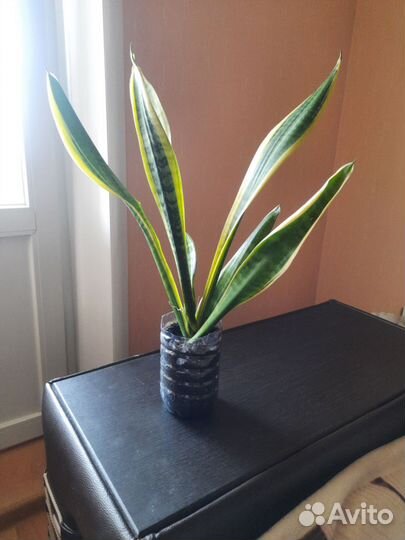 Сансевиерия сортовая