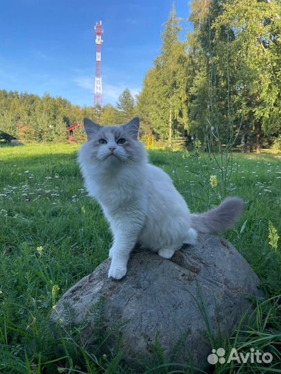 Невская маскарадная кошечка с документами