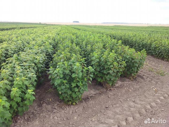 Саженцы крыжовника, смородины черной и красной