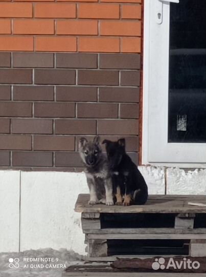 Хаски агути