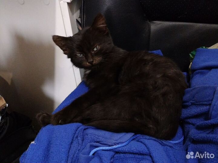 Маленькое красивое шоколадное чудо