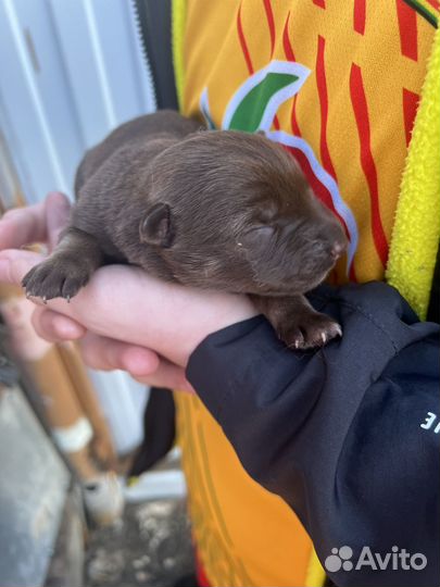 Щенки хаски