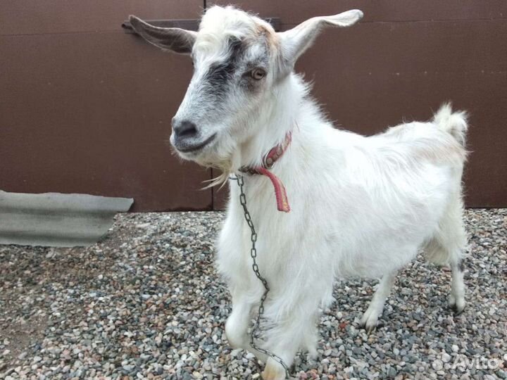 Коза дойная