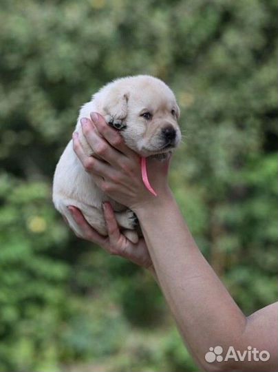 Лабрадор щенки