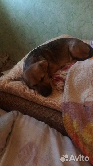 Просто собачка