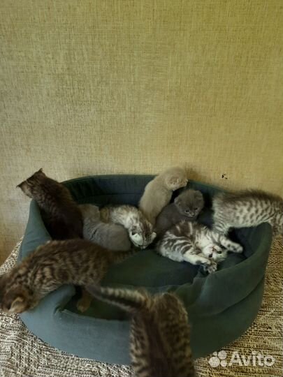 Шотландские котята