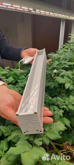 Фитосветильник полный спектр