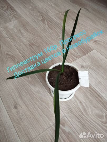 Гиппеаструм