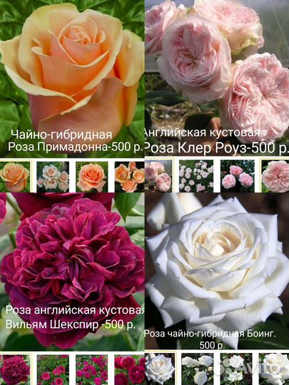 Розы саженцы в горшках