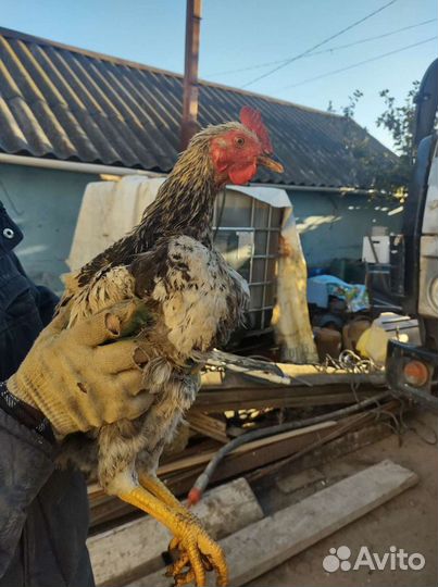 Петухи разноцветные молодые