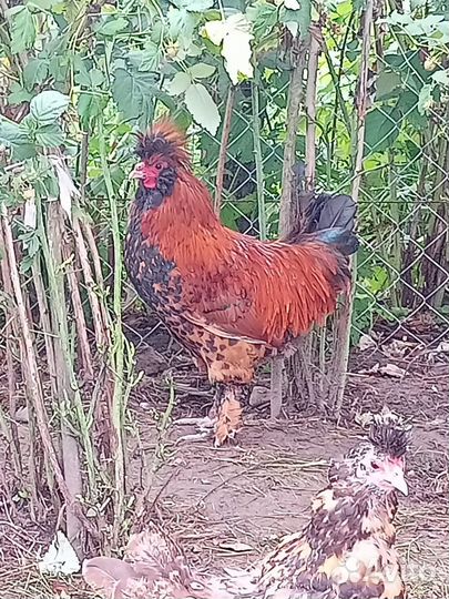 Молодые петухи