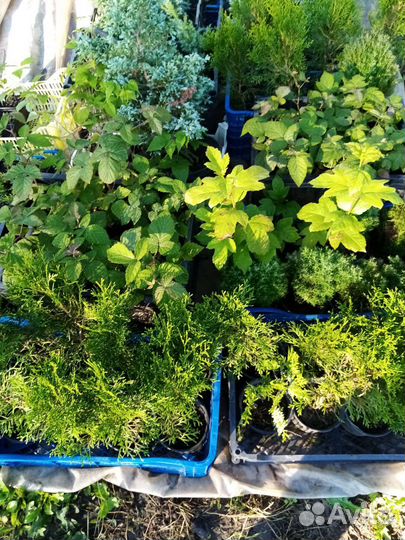 Саженцы туи смарагд