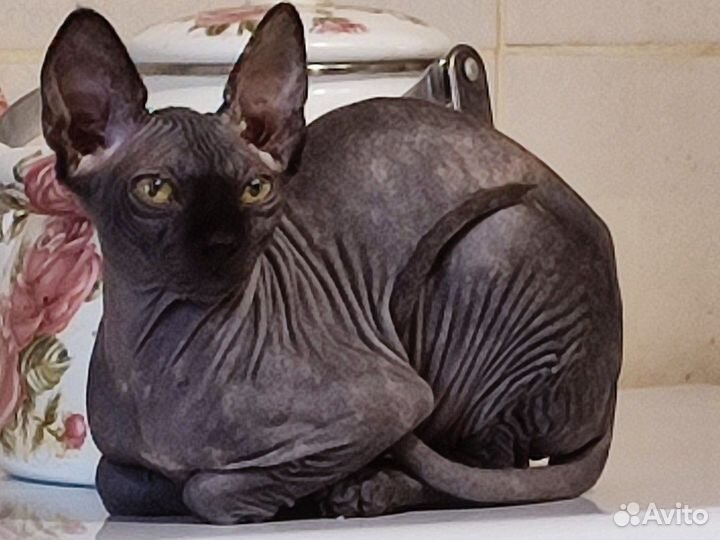 Консультации для всех - Канадского сфинкса котята