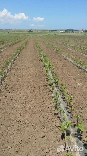 Саженцы винограда