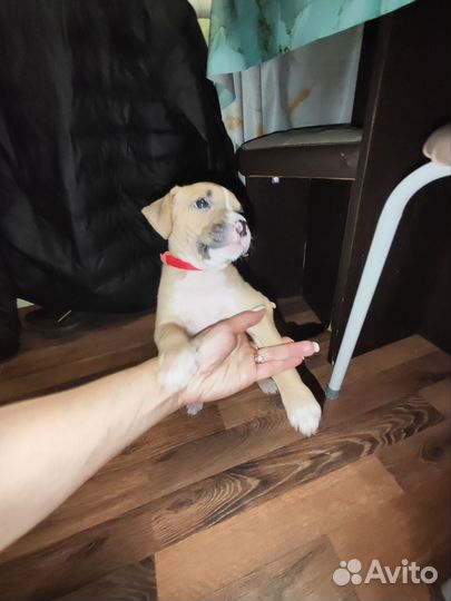 Продам щенка