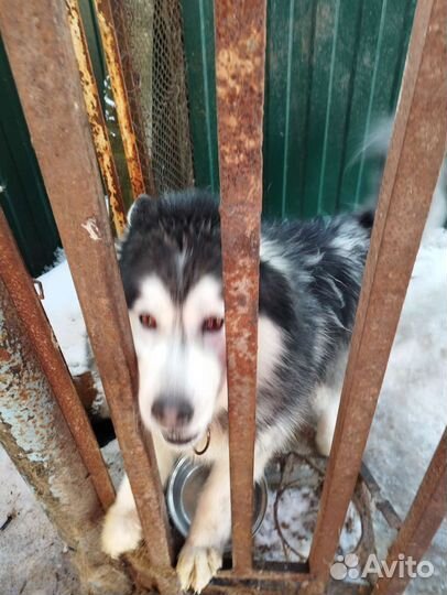 Аляскинский маламут в добрые руки