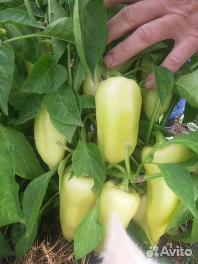 Рассада сладкого перца