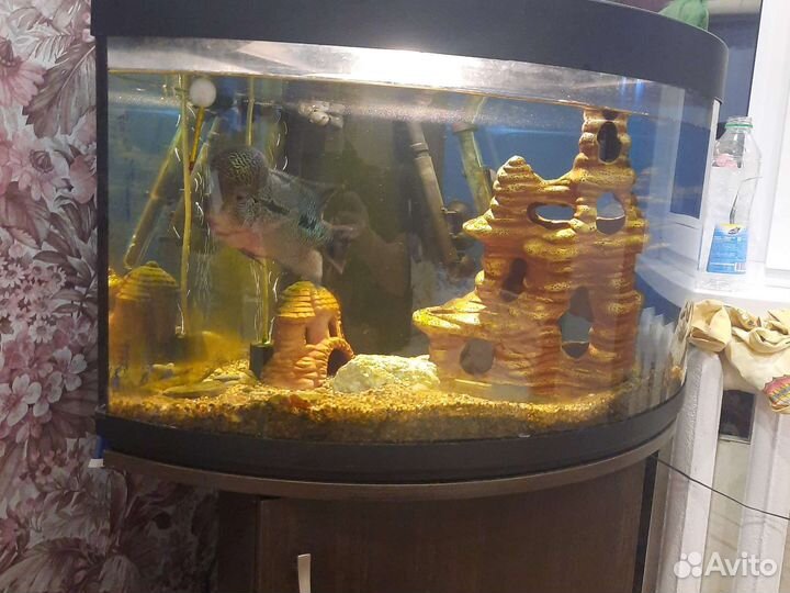 Флауэр хорн. Аквариум