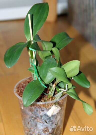 Дендробиум Regal Vista