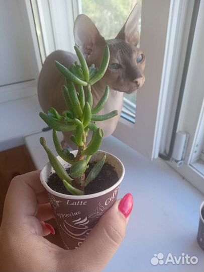 Суккуленты красула хоббит