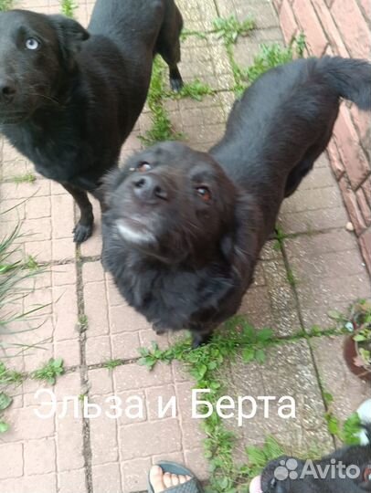 Собаки бесплатно в добрые руки