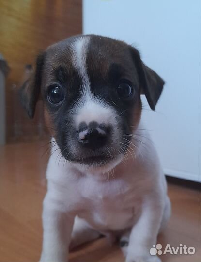 Джек рассел терьер