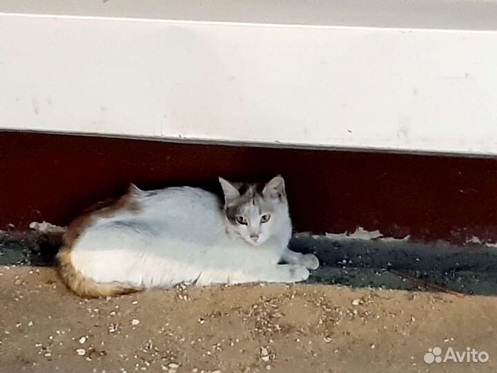 Кошка и котята на дороге