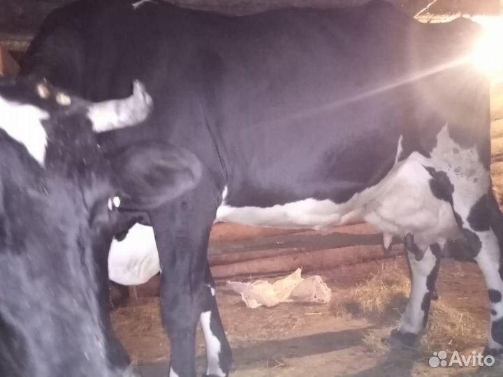 Высоко убойные коровы