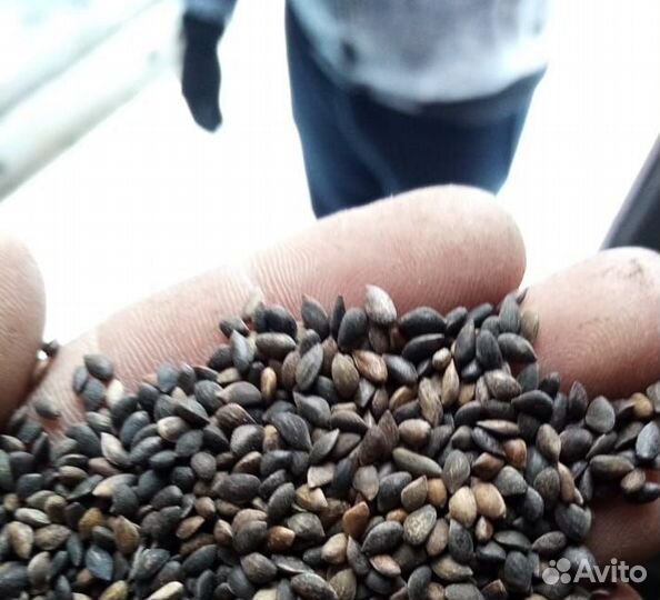 Семена / Сосна обыкновеная