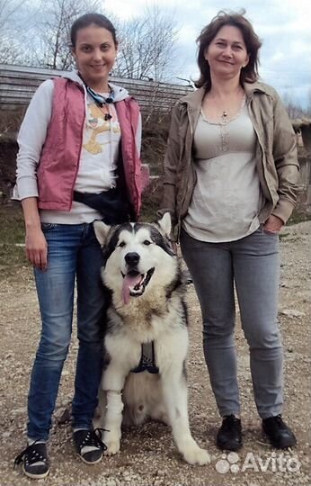 Передержка собак и других домашних животных в туле