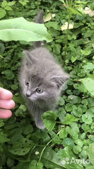 Отдам в хорошие руки котенка