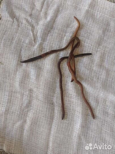 Дождевые черви