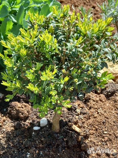 Растения для сада