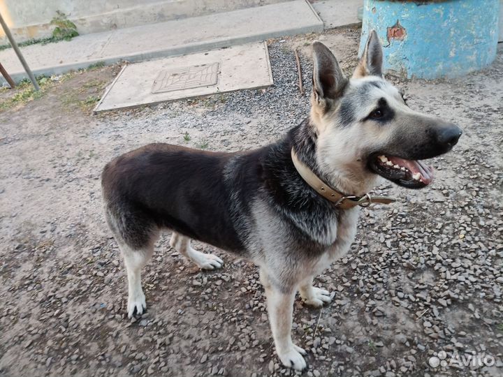 Кобель вео на вязку