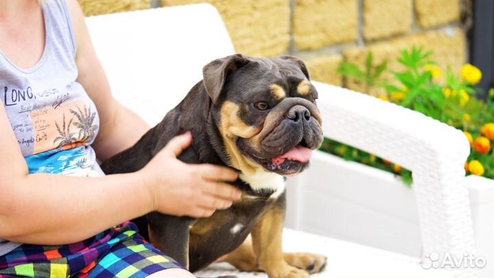 Английский Бульдог девочка голубой триколор