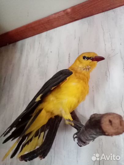 Чучела животных.птиц. рыб