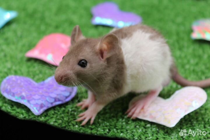 Крысята крыса дамбо рекс питомник