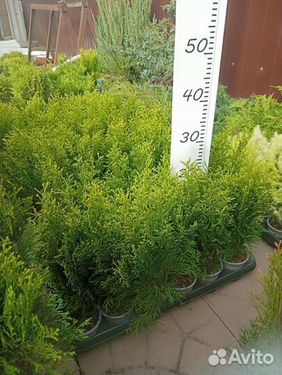 Туя Смарагд