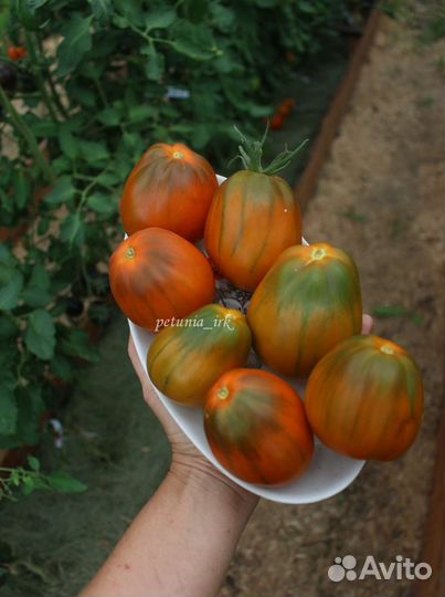 Семена томата JR13 Охровая груша