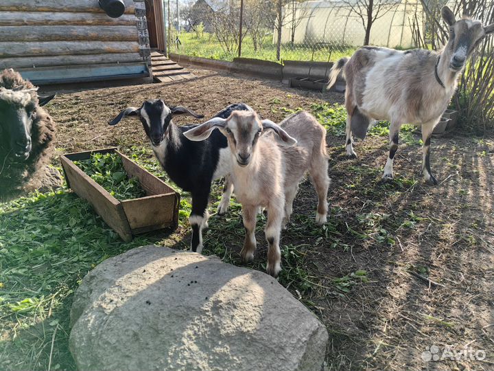 Нубийские козлята
