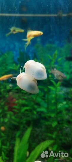 Улитки ампулярии белые