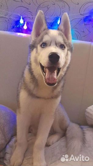 Хаски на вязку