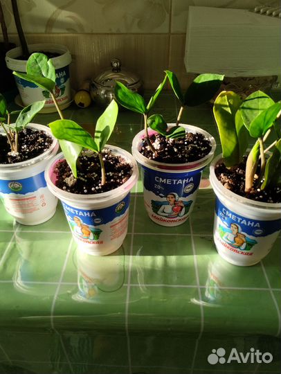 Замиокулькас