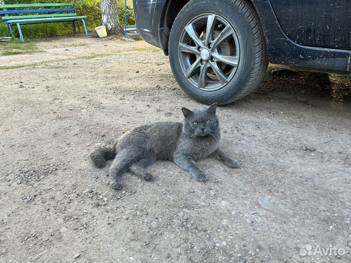 Британскией кот