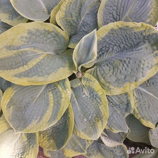 Рассада малины и клубники ремонтантной