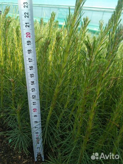 Саженцы ели окс от производителя