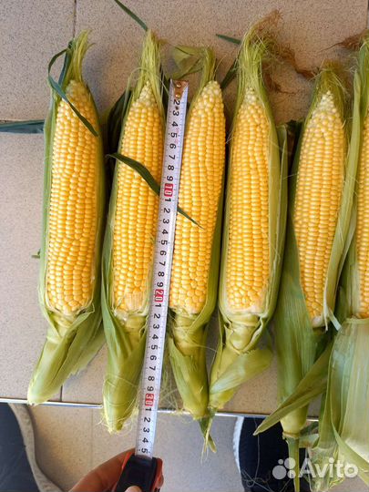 Сладкая кукуруза