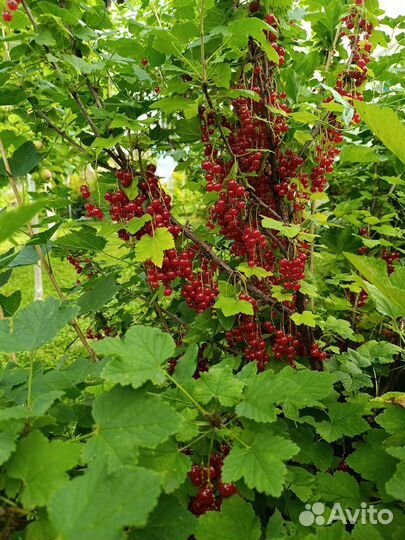 Красная смородина