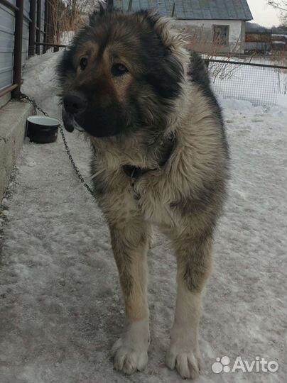 Вязка