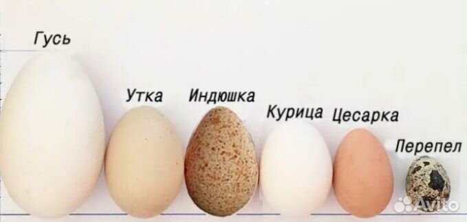 Инкубационное яйцо